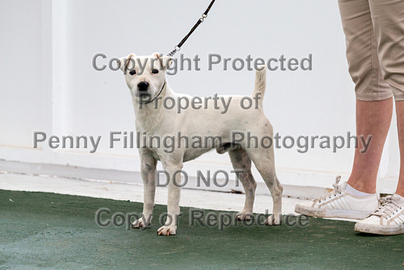 GYS_Terriers_Morning_Ring_Two_12th_July_2018_007
