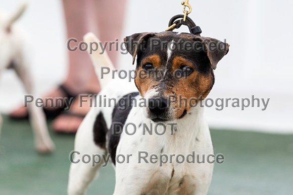 GYS_Terriers_Morning_Ring_Two_12th_July_2018_012