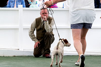 GYS_Terriers_Morning_Ring_Two_12th_July_2018_017