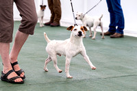 GYS_Terriers_Morning_Ring_Two_12th_July_2018_005