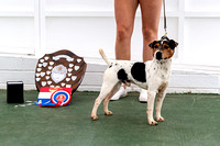 GYS_Terriers_Morning_Ring_Two_12th_July_2018_061