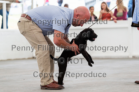 GYS_Terriers_Morning_Ring_One_12th_July_2018_006