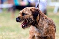 GYS_Terriers_Morning_Ring_Three_12th_July_2018_005