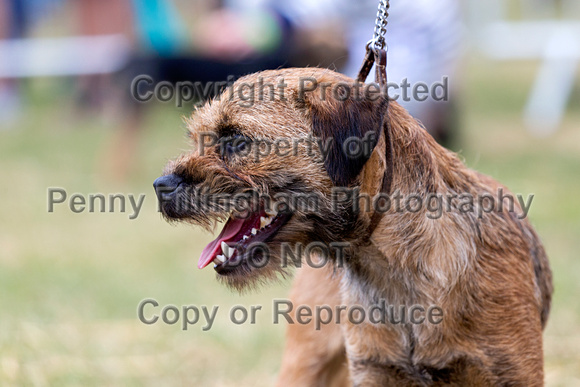 GYS_Terriers_Morning_Ring_Three_12th_July_2018_005
