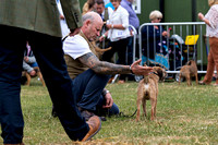 GYS_Terriers_Morning_Ring_Three_12th_July_2018_015