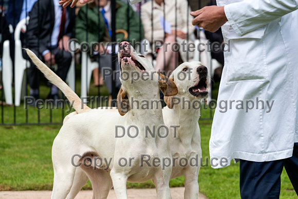 South_Notts_Puppy_Show_4th_June_2017_016