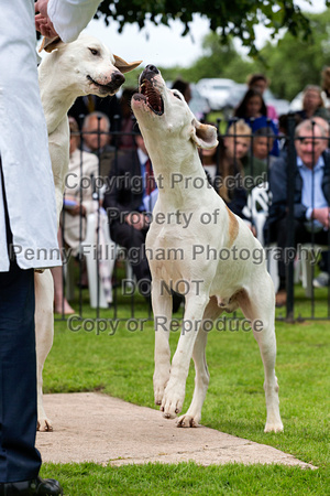 South_Notts_Puppy_Show_4th_June_2017_004