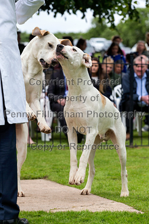 South_Notts_Puppy_Show_4th_June_2017_005