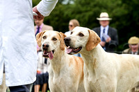 Grove and Rufford Puppy Show (18th June 2016)