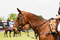 RAF_Cranwell_Polo_Match_Four_4rd_May_2014.003