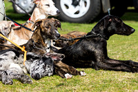 DL&LD_South_Wingfield_Lurchers_4th_Oct_2015_016