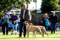 DL&LD_South_Wingfield_Lurchers_4th_Oct_2015_014