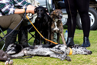 DL&LD_South_Wingfield_Lurchers_4th_Oct_2015_005