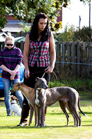 DL&LD_South_Wingfield_Lurchers_4th_Oct_2015_015