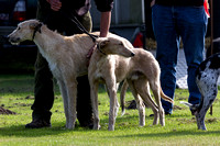 DL&LD_South_Wingfield_Lurchers_4th_Oct_2015_003