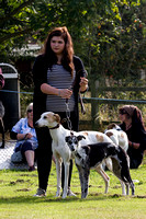 DL&LD_South_Wingfield_Lurchers_4th_Oct_2015_008
