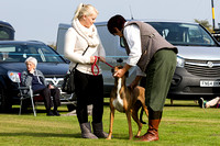 DL&LD_South_Wingfield_Lurchers_4th_Oct_2015_011