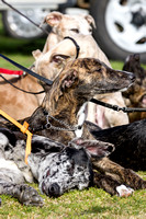 DL&LD_South_Wingfield_Lurchers_4th_Oct_2015_018