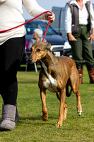 DL&LD_South_Wingfield_Lurchers_4th_Oct_2015_013
