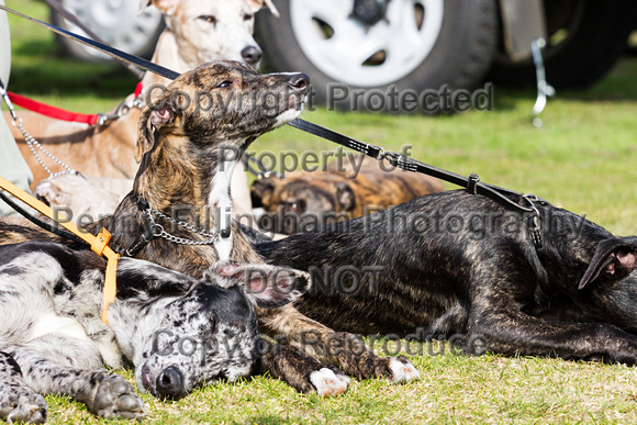 DL&LD_South_Wingfield_Lurchers_4th_Oct_2015_017