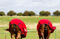 Bawtry_Polo_Cup_Vale_of_York_17th_Aug_2014.004
