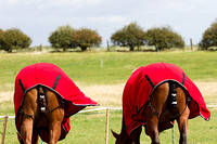 Bawtry_Polo_Cup_Vale_of_York_17th_Aug_2014.003