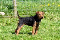 Badsworth and Branham Moor, Terriers (3rd May 2014)