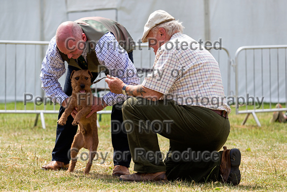 GYS_Terriers_Afternoon_Ring_Three_12th_July_2018_009