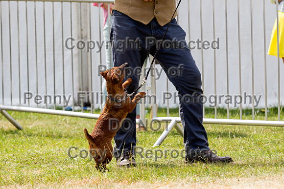 GYS_Terriers_Afternoon_Ring_Three_12th_July_2018_007