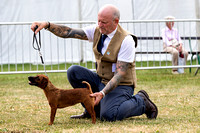 GYS_Terriers_Afternoon_Ring_Three_12th_July_2018_004