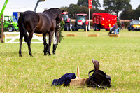 Flintham Ploughing Match, Equestrian (25th Sept 2014)