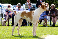 Grove and Rufford Puppy Show (20th June 2015)