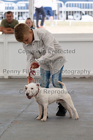 GYS_Terriers_Afternoon_Ring_One_12th_July_2018_005