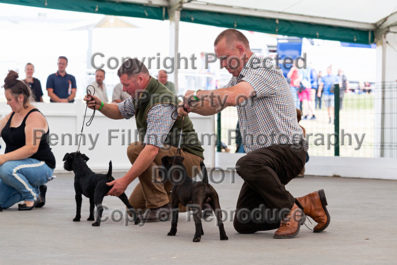 GYS_Terriers_Afternoon_Ring_One_12th_July_2018_012