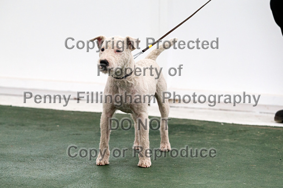 GYS_Terriers_Afternoon_Ring_Two_12th_July_2018_004