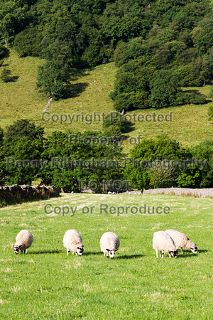 The_Glorious_12th_Kettlewell_12th_August_2015_006