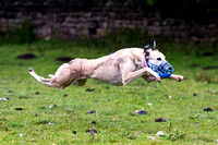 Ecclesfield Beagle Hunt Terrier and Lurcher Show, Racing (13th June 2015)