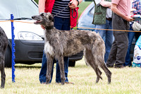 Grove_and_Rufford_Terrier_and_Lurcher_Show_16th_July_2016_015