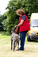 Grove_and_Rufford_Terrier_and_Lurcher_Show_16th_July_2016_016