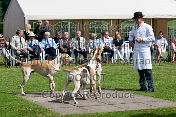 Grove_and_Rufford_Puppy_Show_9th_June_2018_004