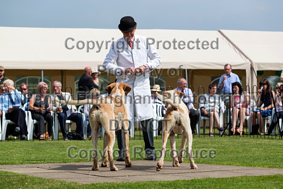Grove_and_Rufford_Puppy_Show_9th_June_2018_019