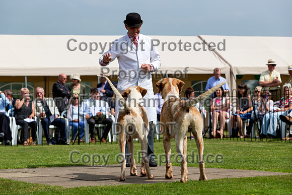 Grove_and_Rufford_Puppy_Show_9th_June_2018_018