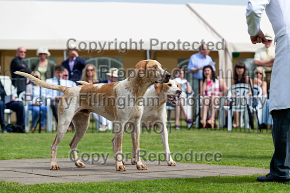 Grove_and_Rufford_Puppy_Show_9th_June_2018_016