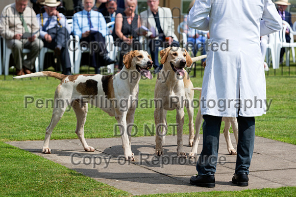 Grove_and_Rufford_Puppy_Show_9th_June_2018_005