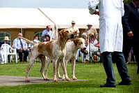 Grove_and_Rufford_Puppy_Show_9th_June_2018_017