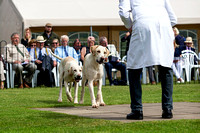 Grove_and_Rufford_Puppy_Show_9th_June_2018_015