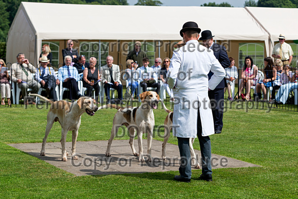 Grove_and_Rufford_Puppy_Show_9th_June_2018_003
