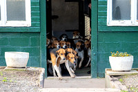 South_Notts_Hound_Exercise_Kennels_5th_Oct_2024_008