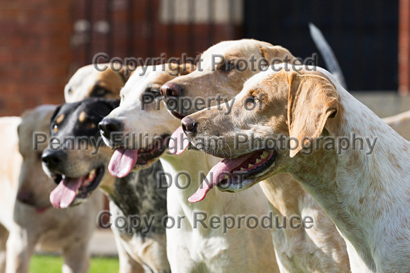 Grove_and_Rufford_Puppy_Show_14th_June_2014.215