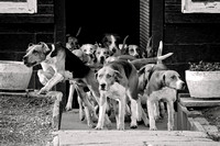 South_Notts_Hound_Exercise_Kennels_5th_Oct_2024_010